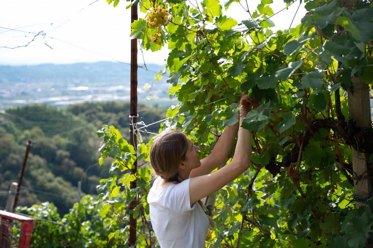 ragazza che vendemmia a mano